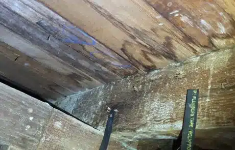 Crawl-Space-Mold-Remediation-5