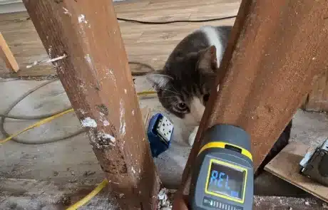 Kitchen-Cabinet-Mold-Remediation-4