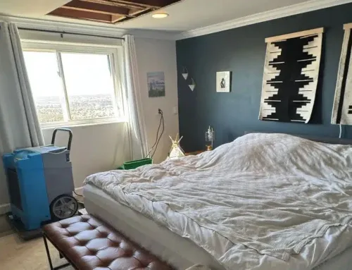 Essential Tips for Dealing with Mold Growth in Your Bedroom