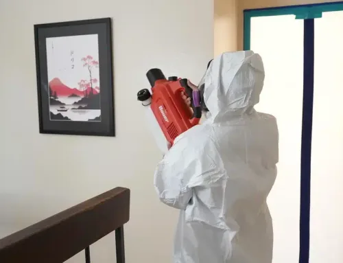 Mold and Your Health: Why Professional Removal Matters