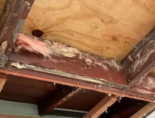 Mold in San Diego: The Sneaky Home Invader You Can’t Ignore